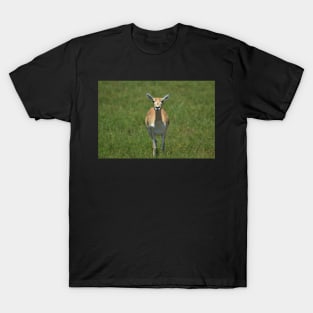 Blackbuck T-Shirt